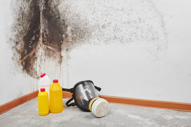 Best Mold Remediation for Specific Building Types in Bloomington, TX