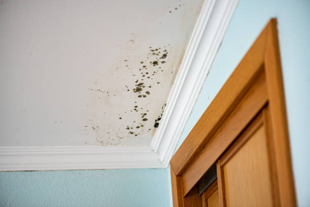 Best Attic Mold Remediation in Bloomington, TX