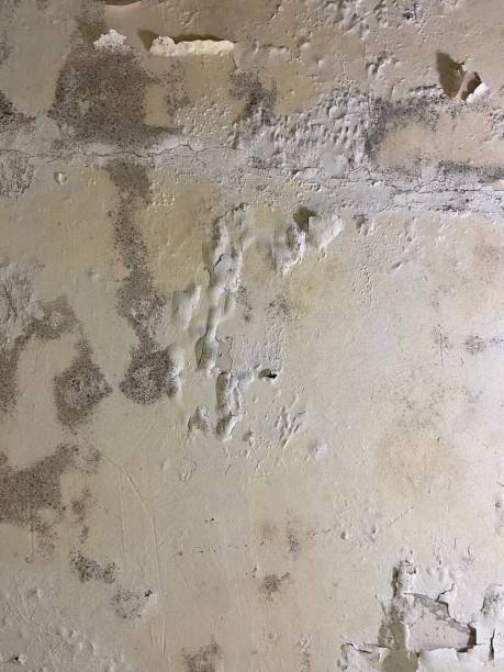 Best Bathroom Mold Remediation in Bloomington, TX