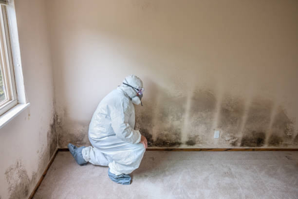 Best Commercial Mold Remediation in Bloomington, TX
