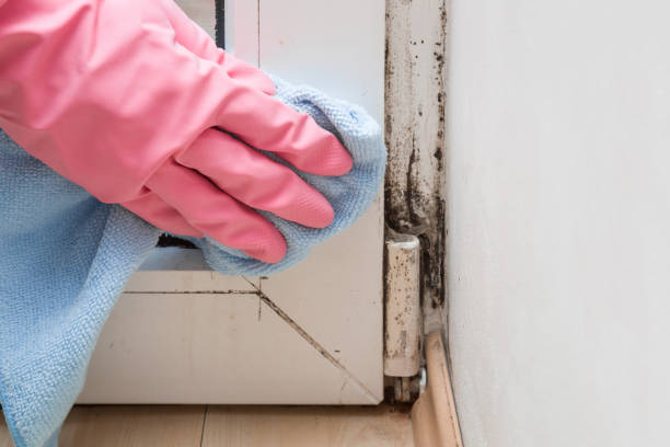 Best Basement Mold Remediation in Bloomington, TX